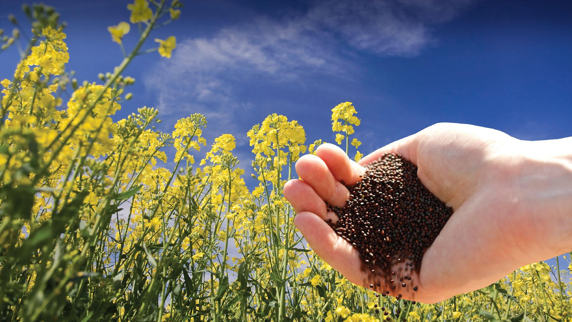 Sulfur (S) The Crucial Nutrient for Oilseed Crops Mosaic India